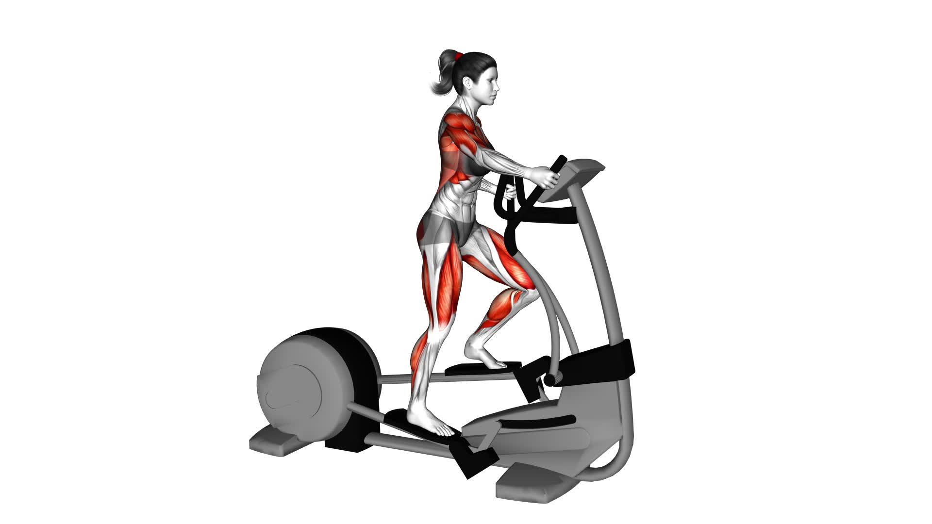 Walk Elliptical Cross Trainer (female) - Video Exercise Guide & Tips