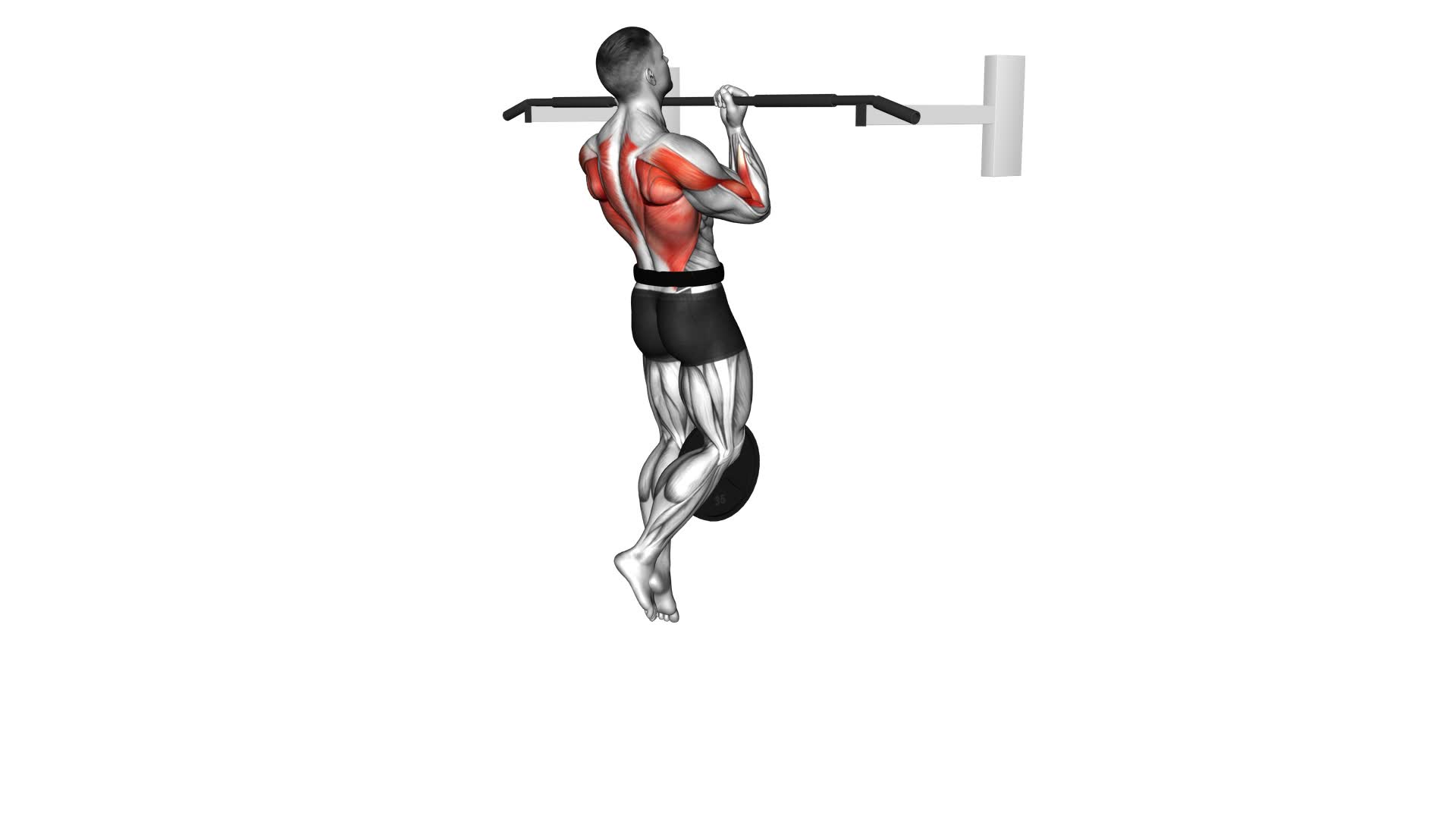 Weighted Chin-up (male) - Video Exercise Guide & Tips