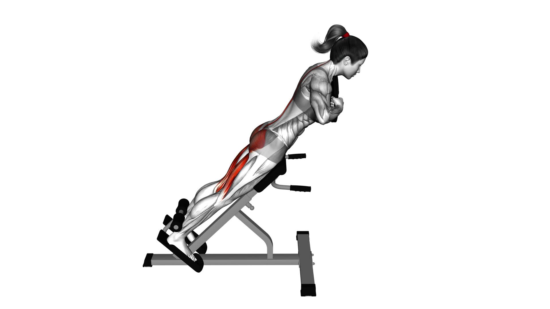 Weighted Hyperextension (female) - Video Exercise Guide & Tips