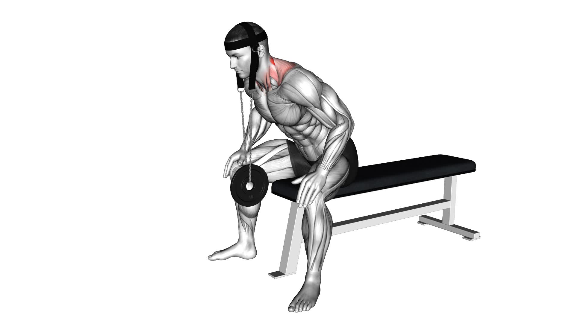 Strengthen Neck Muscles: Weighted Seated Neck Extension - Video Guide ...