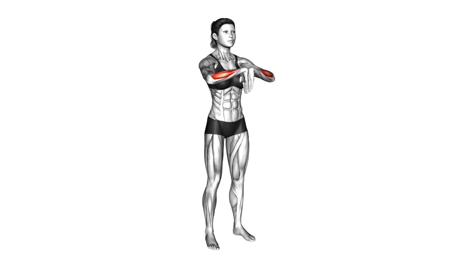 Forearms Exercises - Workout Guru