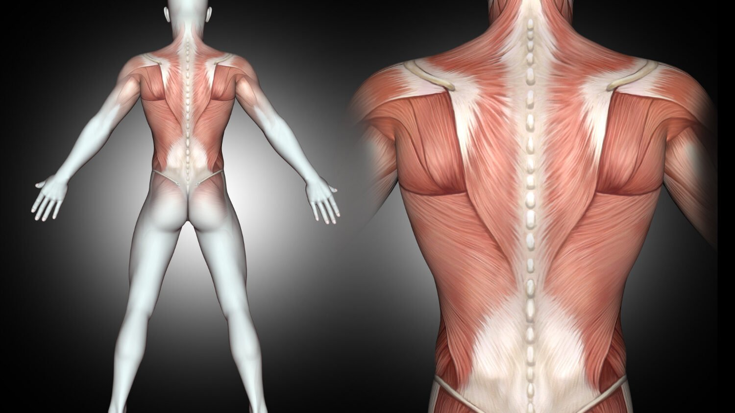 3D Male Medical Figure With Back Muscles Highlighted