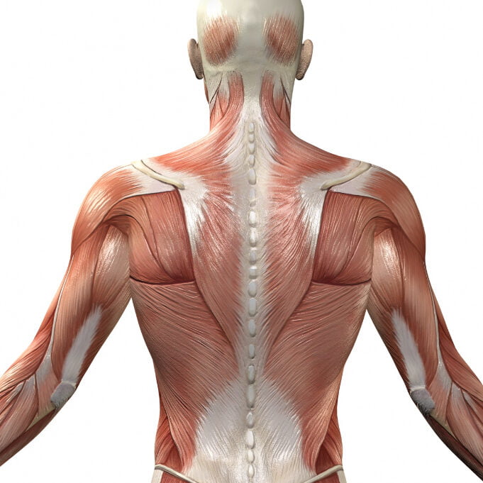 10 Best Exercises For Thicker Back Build Muscle And Strength