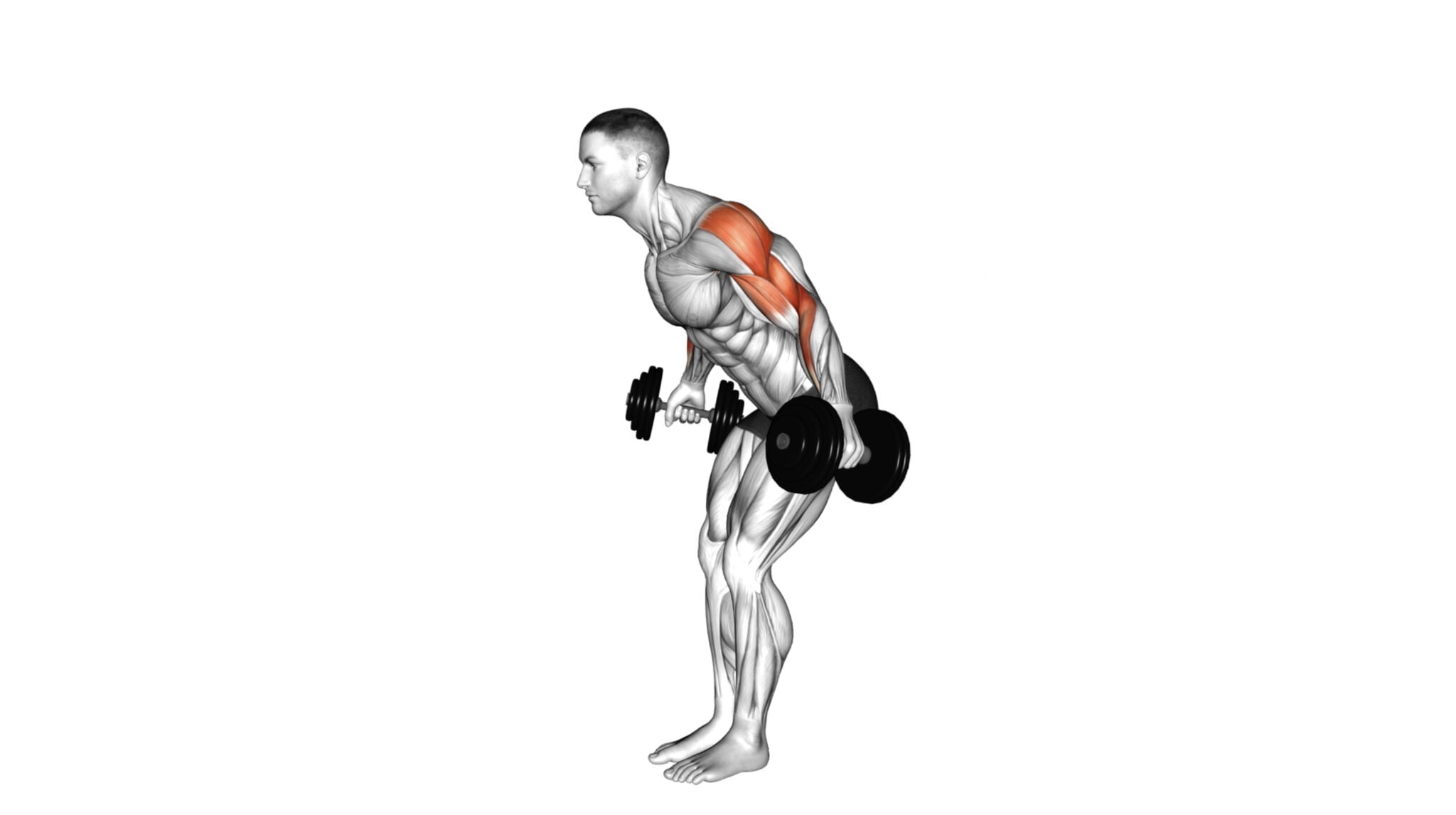 10 Shoulder Compound Exercises To Build Strength And Definition ...