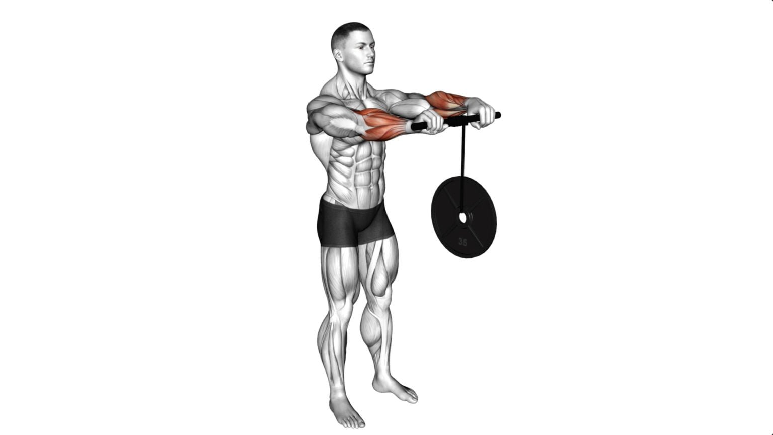 10 Best Forearm Dumbbell Exercises For Building Strength And Mass