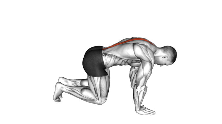 10 Effective Exercises for Multifidus Muscles You Need to Try