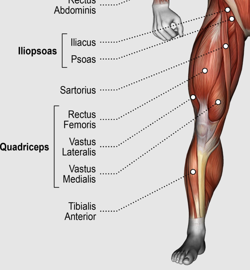 Hamstring Vs Quad Exercises: A Guide To Balancing Leg Workouts