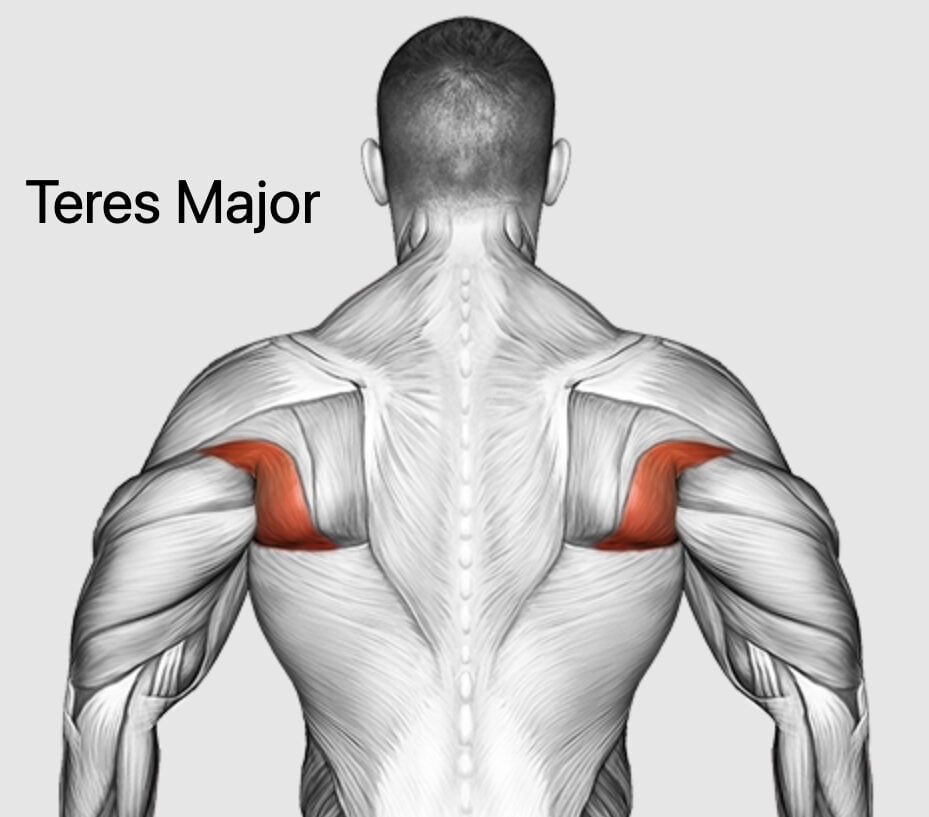10 Teres Major Exercises For Strengthening And Toning Your Upper Body