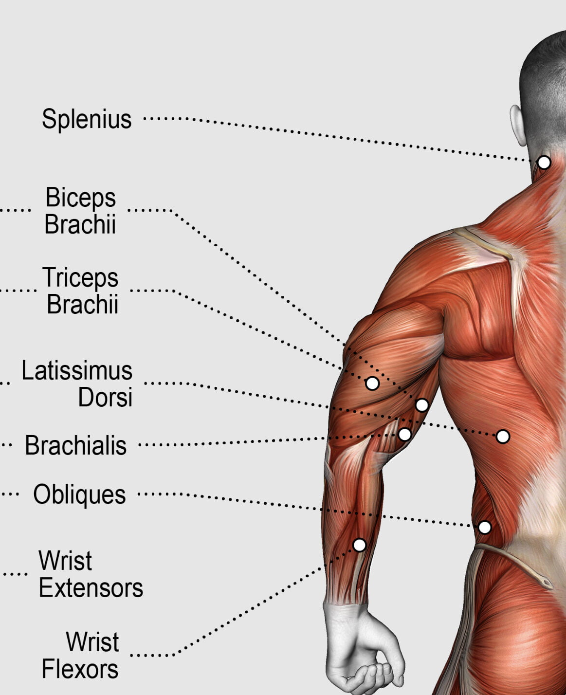 10 Best Exercises For Big Lats: Build Bigger And Stronger Back Muscles