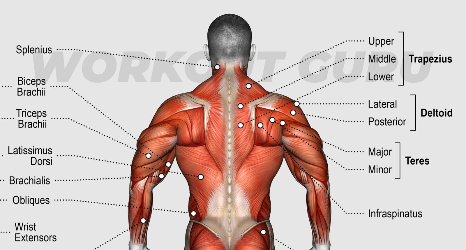 10 Essential Back Exercises Cable Machine For Strength And Definition ...