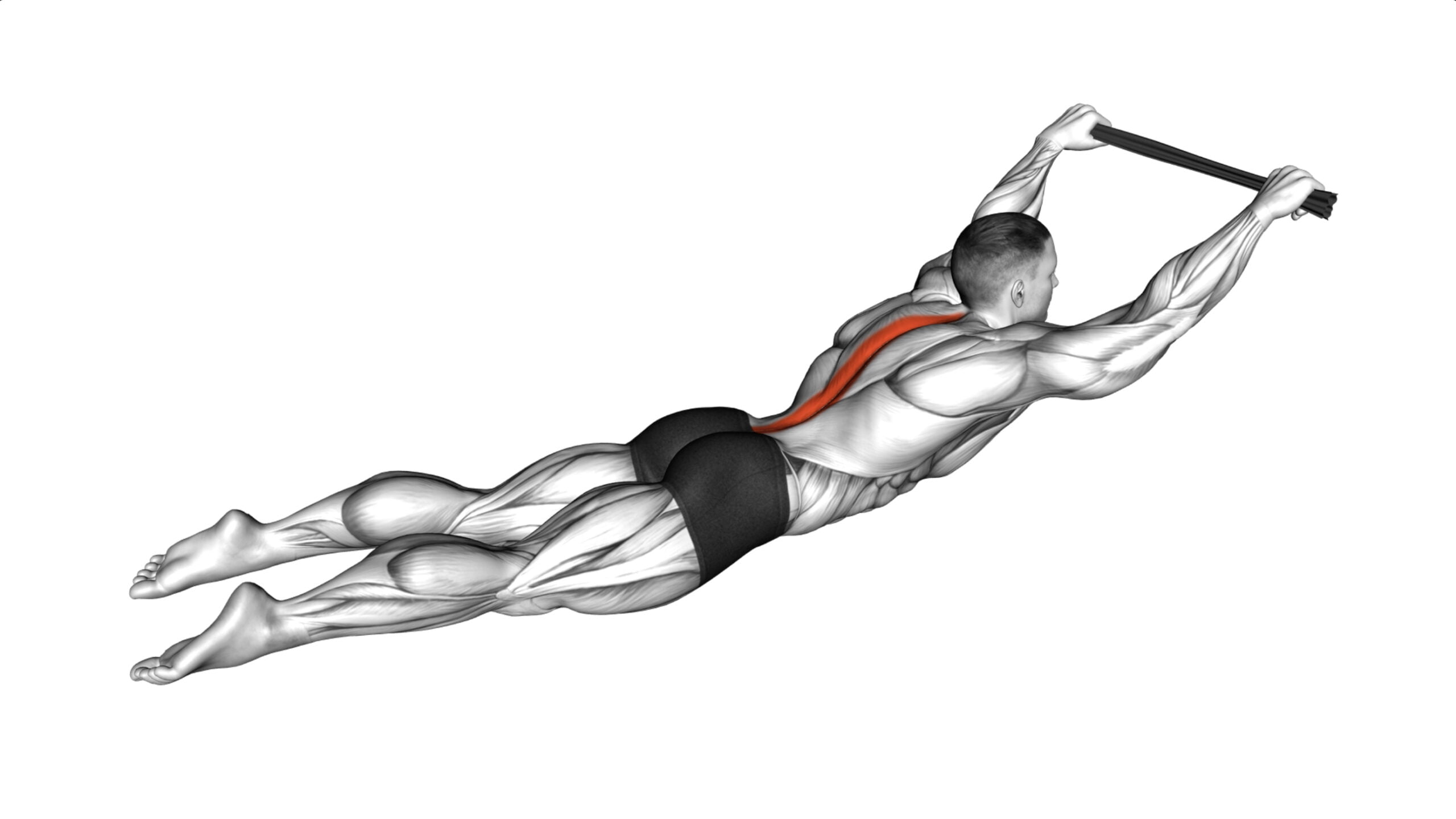 Exercises For Spinal Erectors