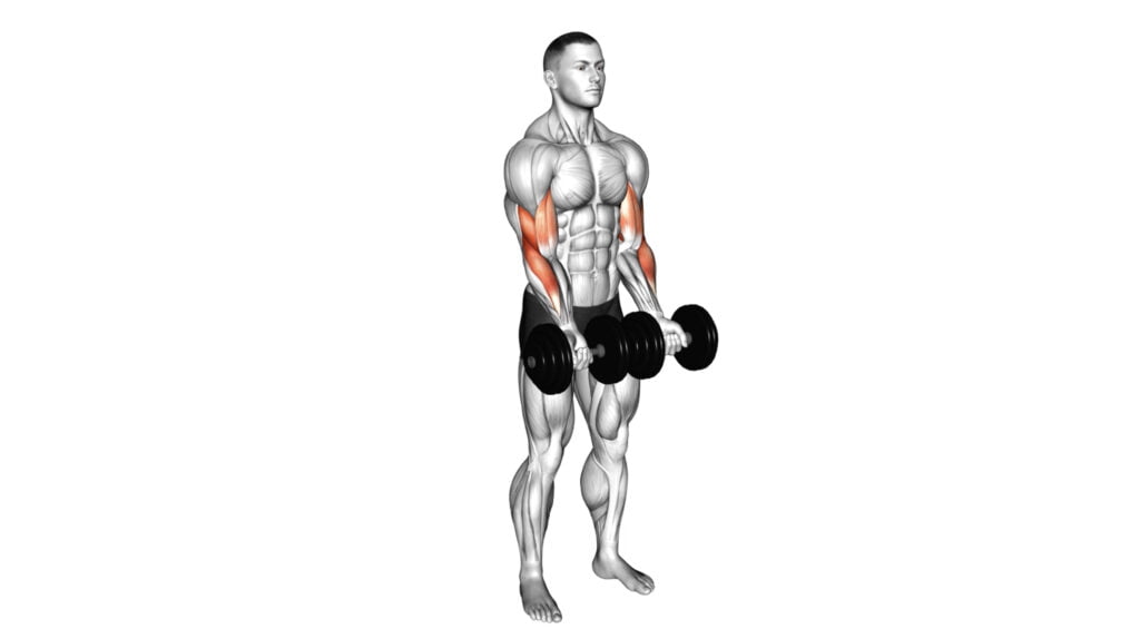 10 Exercises For The Brachioradialis: Strengthen And Tone Your Arm ...