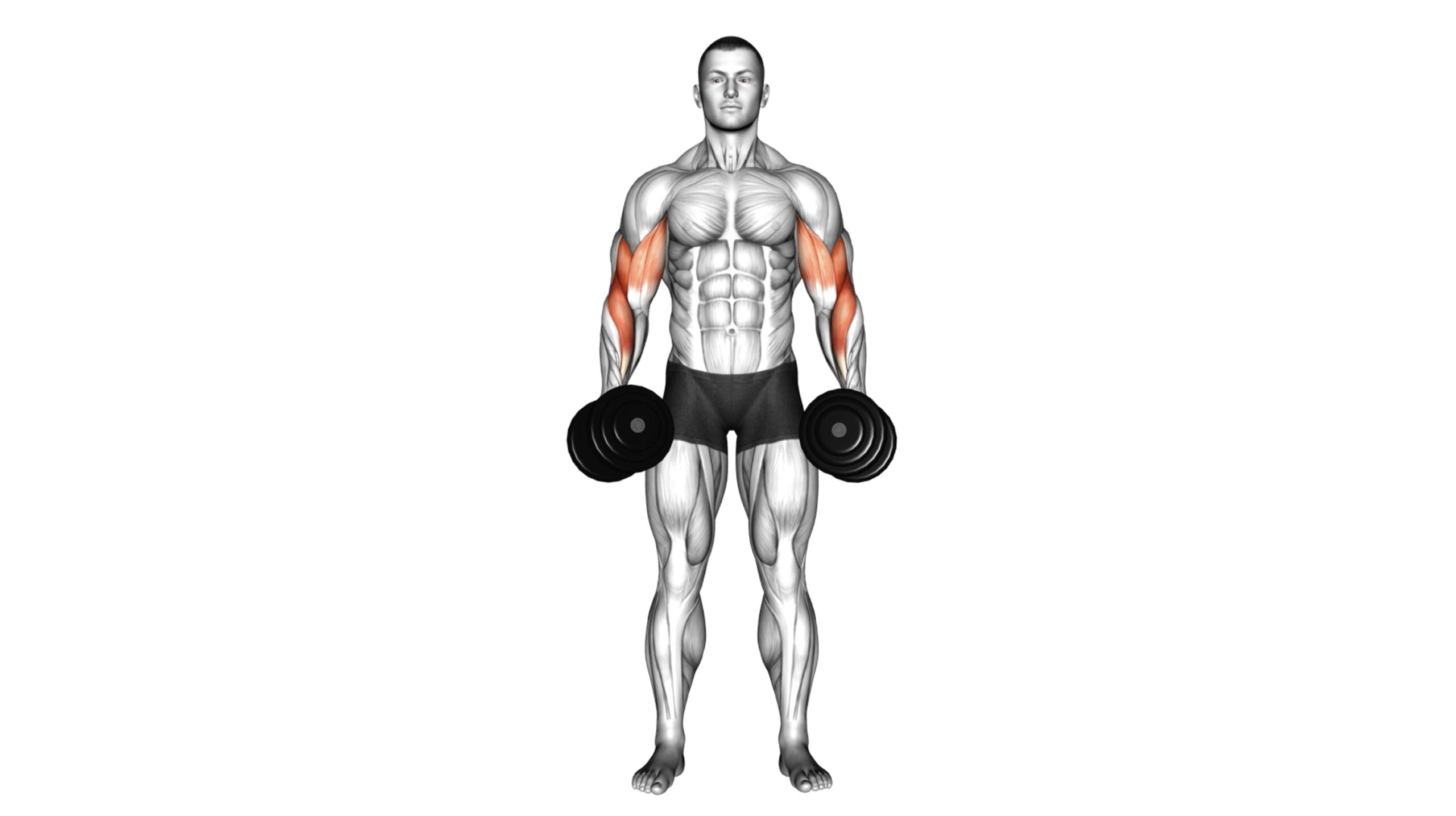 10 Long Bicep Head Exercises For Massive Peaks: A Complete Guide ...