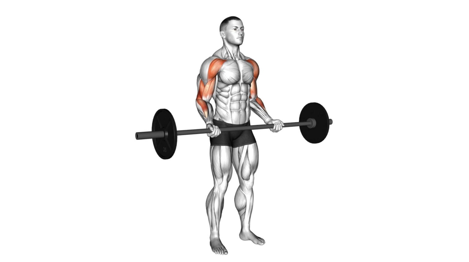 10 Bar Bicep Exercises To Sculpt Stronger And Defined Arms - Workout Guru