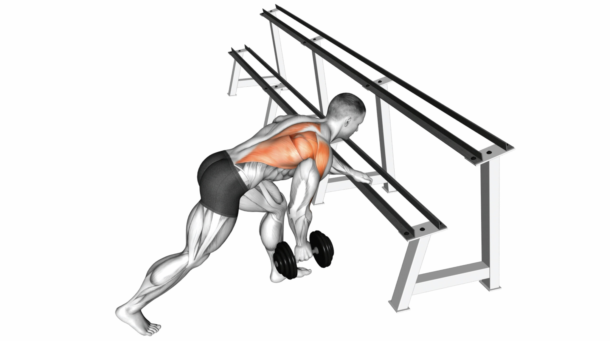 10 DB Lat Exercises: The Ultimate Guide To Building A Stronger Back