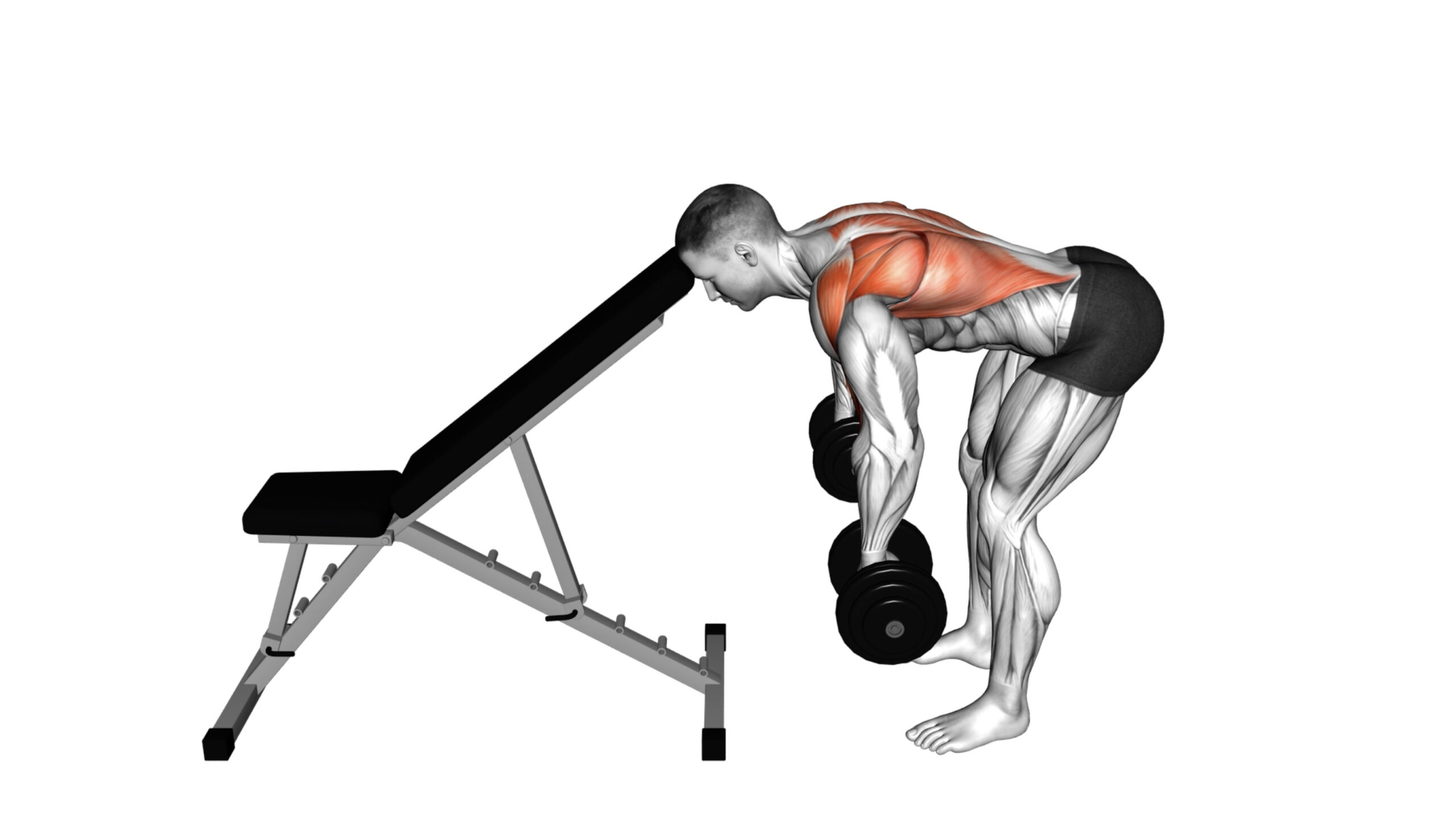 10 Lat Dumbbell Exercises For Building A Stronger Back And Lats