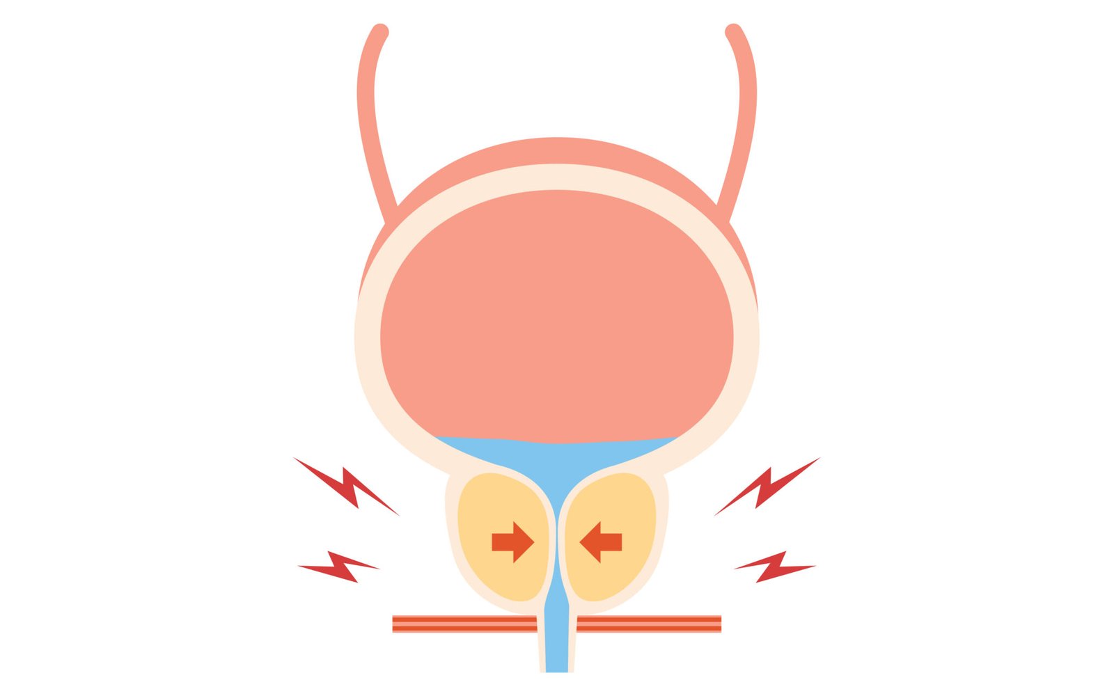 Can You Exercise Your Prostate? Prostate Health Exercises And Tips For ...